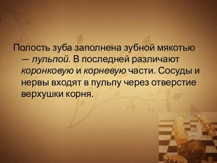 Полость зуба заполнена зубной мякотью — пульпой. В последней различают коронковую и