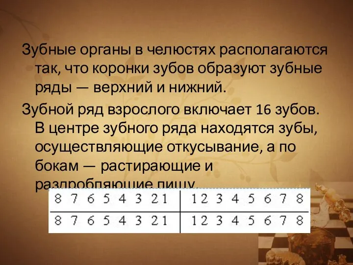 Зубные органы в челюстях располагаются так, что коронки зубов образуют зубные ряды