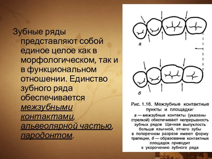 Зубные ряды представляют собой единое целое как в морфологическом, так и в