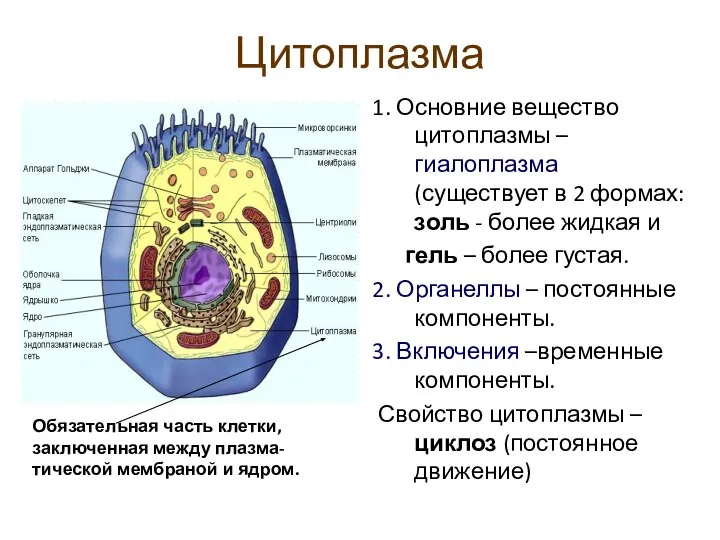 Цитоплазма 1. Основние вещество цитоплазмы – гиалоплазма (существует в 2 формах: золь