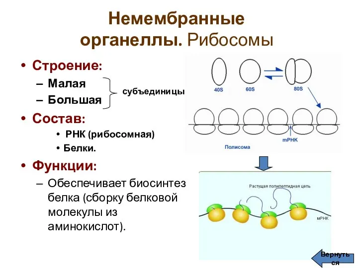 Немембранные органеллы. Рибосомы Строение: Малая Большая Состав: РНК (рибосомная) Белки. Функции: Обеспечивает