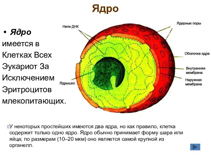 Ядро Ядро имеется в Клетках Всех Эукариот За Исключением Эритроцитов млекопитающих. У