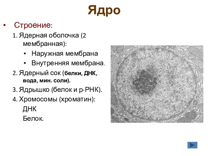 Ядро Строение: 1. Ядерная оболочка (2 мембранная): Наружная мембрана Внутренняя мембрана. 2.