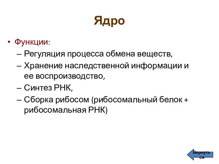 Ядро Функции: Регуляция процесса обмена веществ, Хранение наследственной информации и ее воспроизводство,