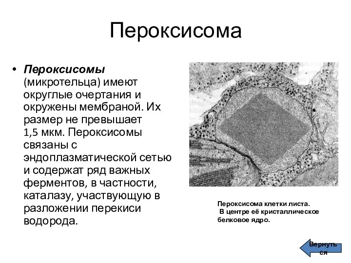 Пероксисома Пероксисомы (микротельца) имеют округлые очертания и окружены мембраной. Их размер не