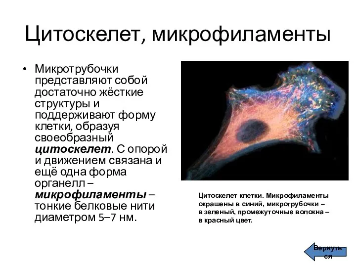 Цитоскелет, микрофиламенты Микротрубочки представляют собой достаточно жёсткие структуры и поддерживают форму клетки,