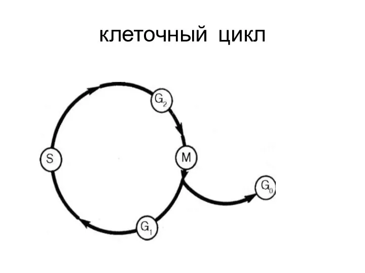 клеточный цикл