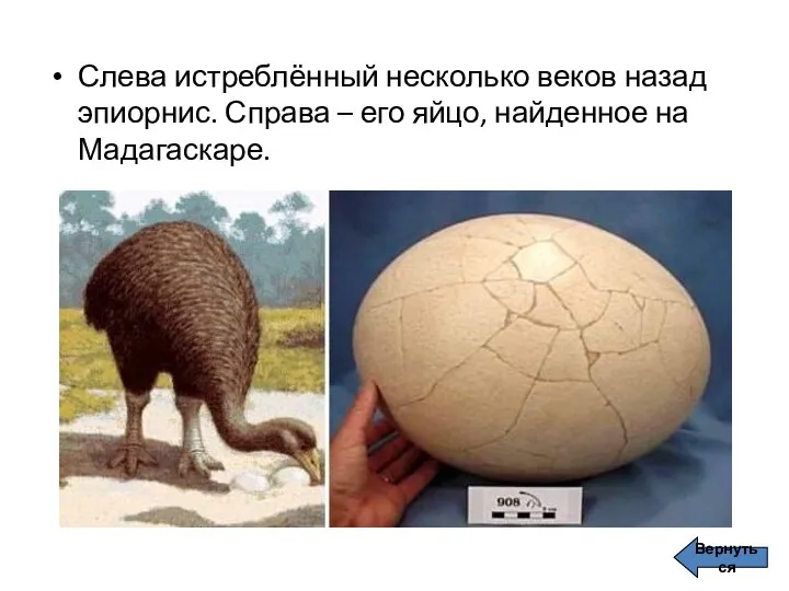 Слева истреблённый несколько веков назад эпиорнис. Справа – его яйцо, найденное на Мадагаскаре. Вернуться