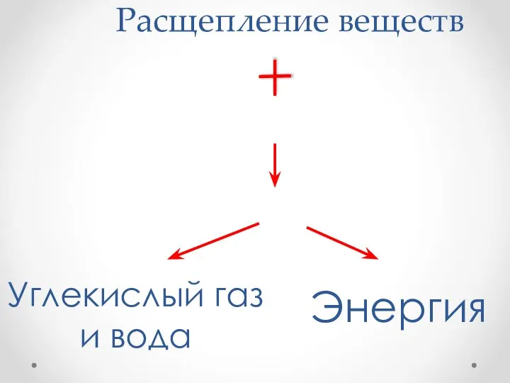 Органические вещества Кислород Расщепление веществ Углекислый газ и вода Энергия