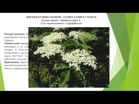 ЦВЕТКИ БУЗИНЫ ЧЕРНОЙ - FLORES SAMBUCI NIGRAE Бузина черная - Sambucus nigra