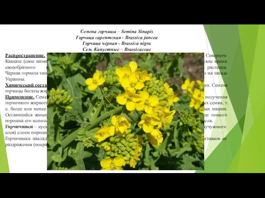 Семена горчицы – Semina Sinapis Горчица сарептская - Brassica juncea Горчица черная