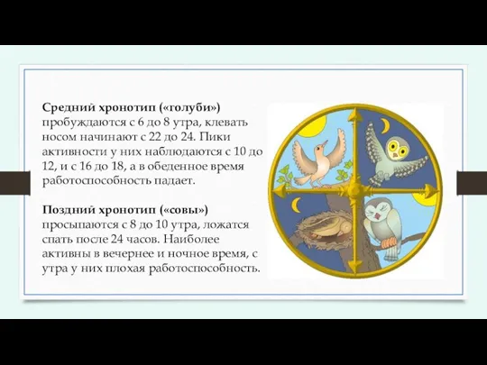 Средний хронотип («голуби») пробуждаются с 6 до 8 утра, клевать носом начинают