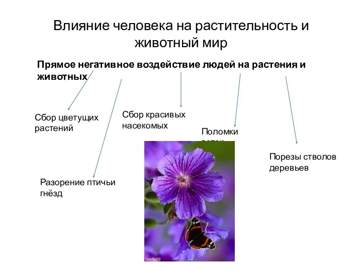 Влияние человека на растительность и животный мир Прямое негативное воздействие людей на