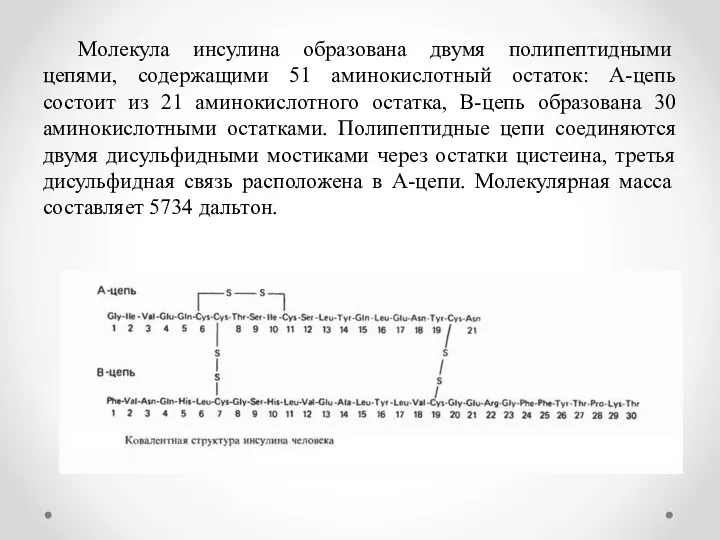 Молекула инсулина образована двумя полипептидными цепями, содержащими 51 аминокислотный остаток: A-цепь состоит