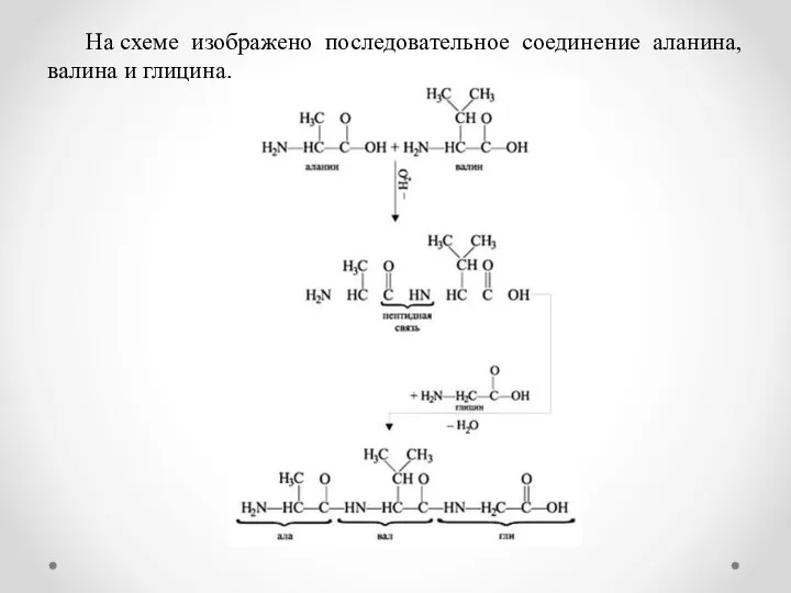 На схеме изображено последовательное соединение аланина, валина и глицина.
