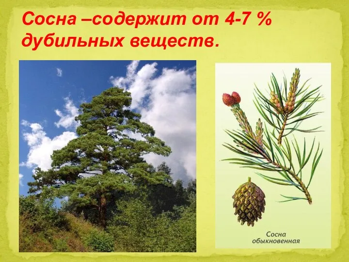 Сосна –содержит от 4-7 % дубильных веществ.