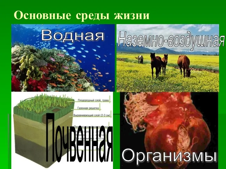 Основные среды жизни Водная Наземно-воздушная Почвенная Организмы