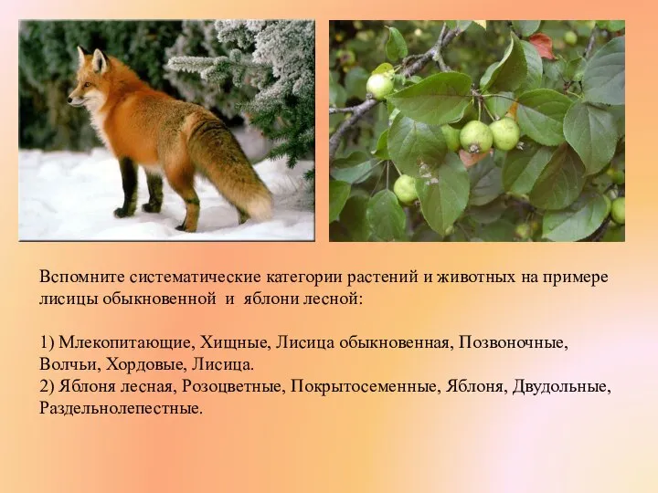 Вспомните систематические категории растений и животных на примере лисицы обыкновенной и яблони