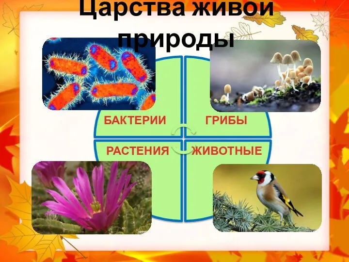 Царства живой природы БАКТЕРИИ ГРИБЫ РАСТЕНИЯ ЖИВОТНЫЕ