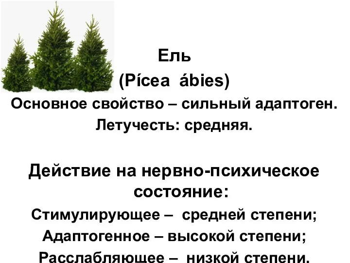 Ель (Pícea ábies) Основное свойство – сильный адаптоген. Летучесть: средняя. Действие на