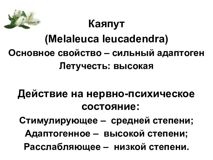 Каяпут (Melaleuca leucadendra) Основное свойство – сильный адаптоген Летучесть: высокая Действие на
