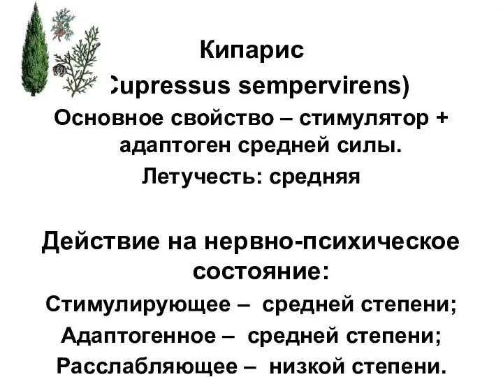 Кипарис (Cupressus sempervirens) Основное свойство – стимулятор + адаптоген средней силы. Летучесть: