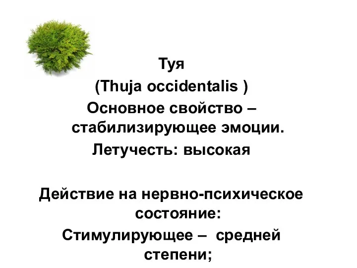 Туя (Thuja occidentalis ) Основное свойство – стабилизирующее эмоции. Летучесть: высокая Действие