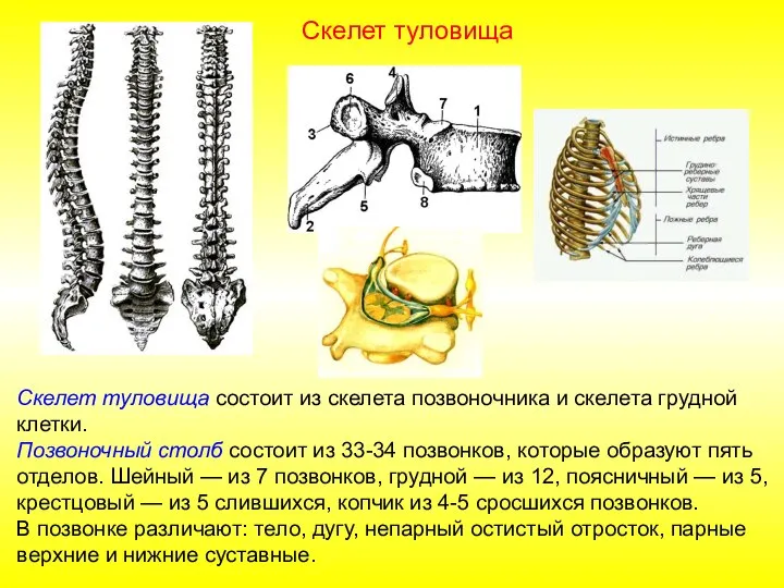 Скелет туловища состоит из скелета позвоночника и скелета грудной клетки. Позвоночный столб
