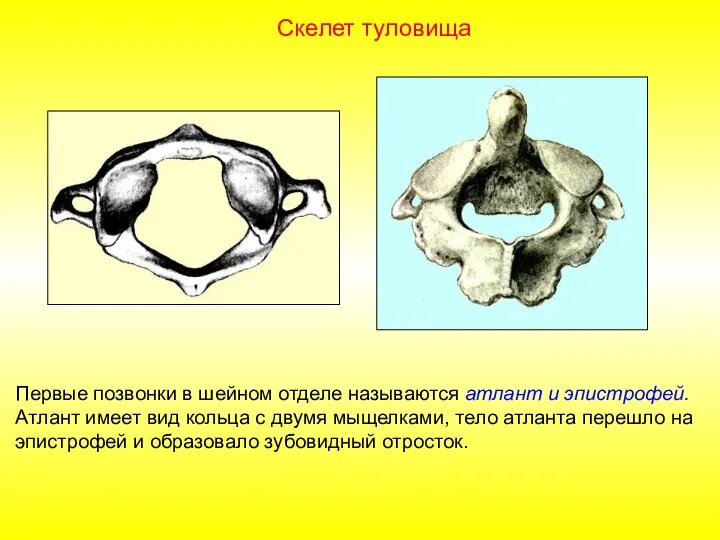 Первые позвонки в шейном отделе называются атлант и эпистрофей. Атлант имеет вид