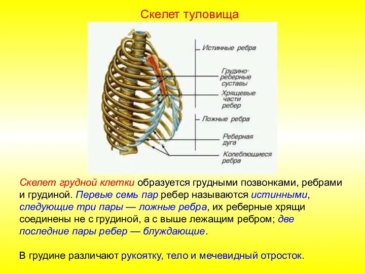 Скелет грудной клетки образуется грудными позвонками, ребрами и грудиной. Первые семь пар