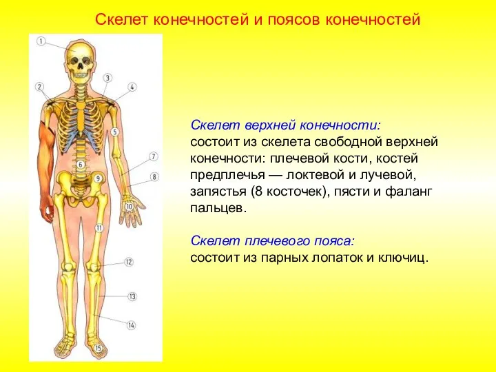 Скелет верхней конечности: состоит из скелета свободной верхней конечности: плечевой кости, костей