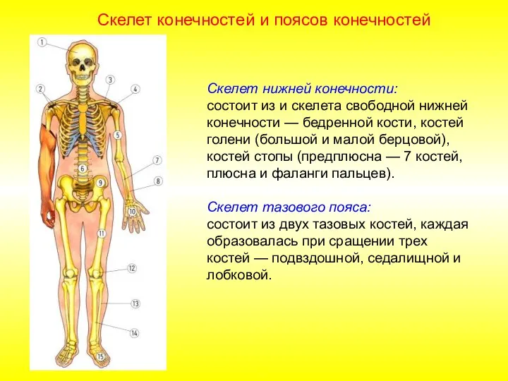 Скелет нижней конечности: состоит из и скелета свободной нижней конечности — бедренной
