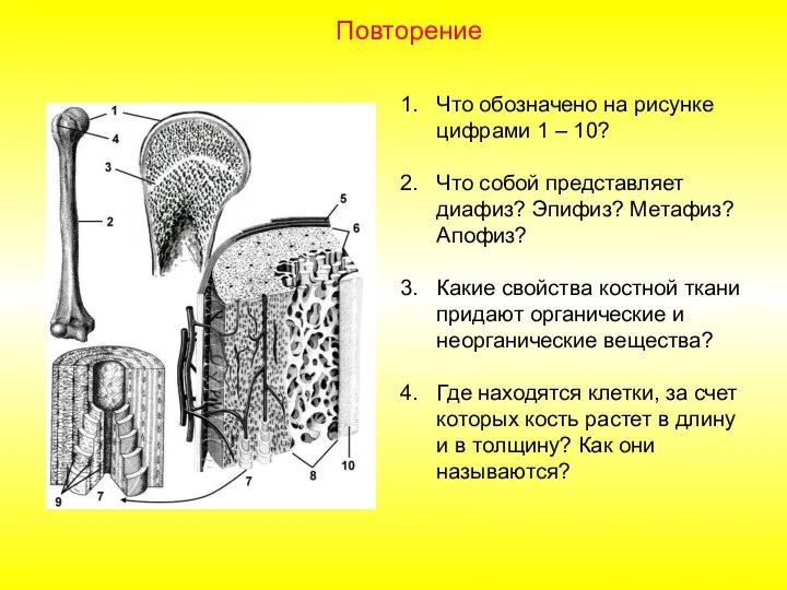 Что обозначено на рисунке цифрами 1 – 10? Что собой представляет диафиз?