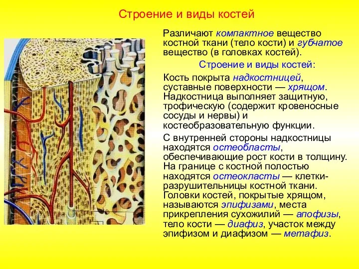 Строение и виды костей Различают компактное вещество костной ткани (тело кости) и