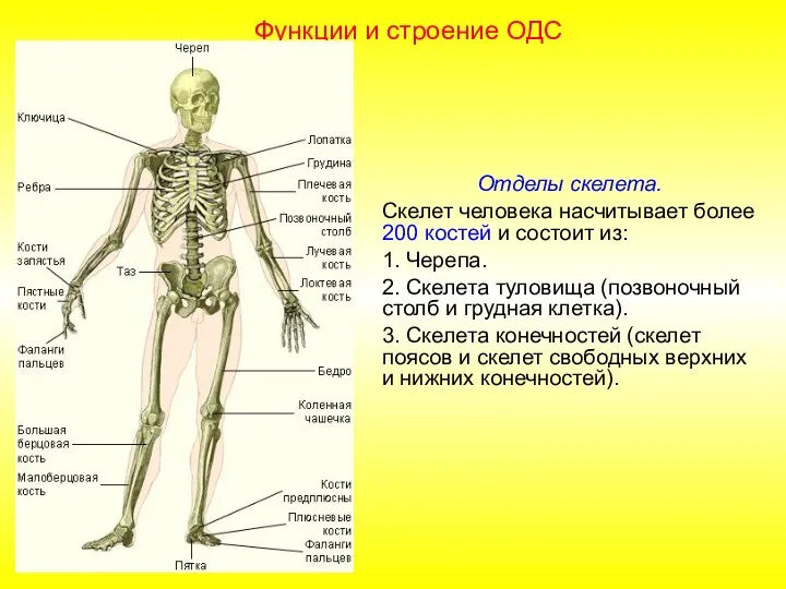 Отделы скелета. Скелет человека насчитывает более 200 костей и состоит из: 1.