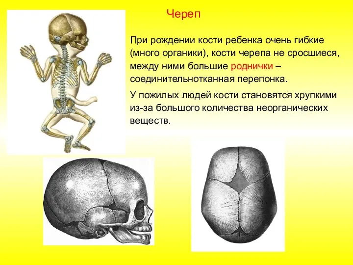 При рождении кости ребенка очень гибкие (много органики), кости черепа не сросшиеся,