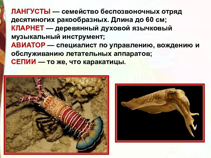 ЛАНГУСТЫ — семейство беспозвоночных отряд десятиногих ракообразных. Длина до 60 см; КЛАРНЕТ