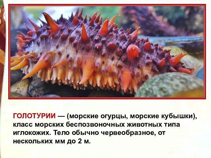 ГОЛОТУРИИ — (морские огурцы, морские кубышки), класс морских беспозвоночных животных типа иглокожих.