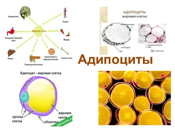 Адипоциты