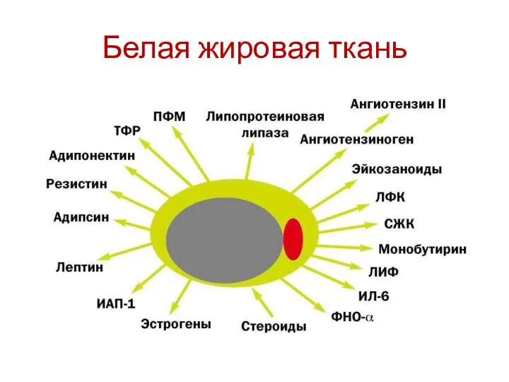 Белая жировая ткань