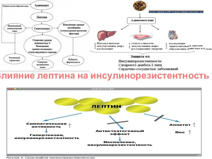 Влияние лептина на инсулинорезистентность