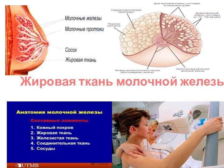 Жировая ткань молочной железы