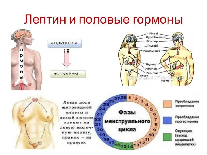 Лептин и половые гормоны