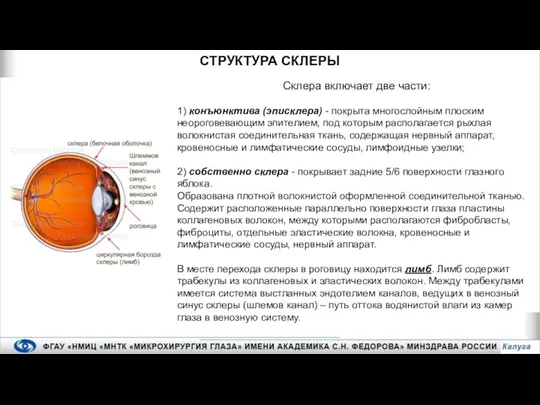 СТРУКТУРА СКЛЕРЫ Склера включает две части: 1) конъюнктива (эписклера) - покрыта многослойным