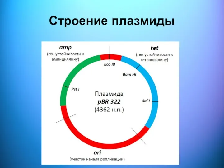 Строение плазмиды