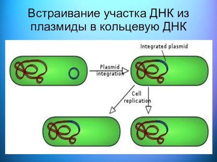 Встраивание участка ДНК из плазмиды в кольцевую ДНК