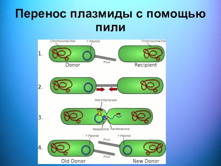 Перенос плазмиды с помощью пили