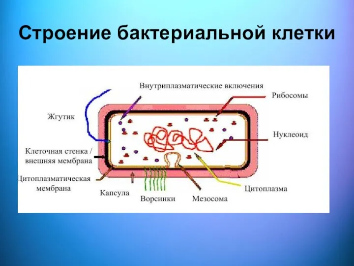 Строение бактериальной клетки