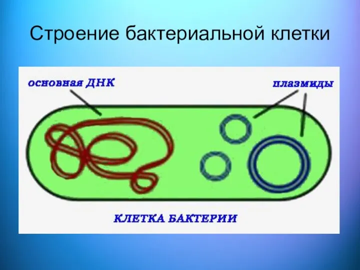 Строение бактериальной клетки