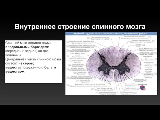 Внутреннее строение спинного мозга Спинной мозг делится двумя продольными бороздами (передней и